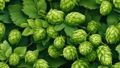 Echter Hopfen ca. 100 Samen, Humulus lupulus (Humulus lupulus)