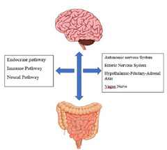 Cureus | Neuropsychiatric and Neurological Diseases in Relation to ...