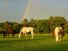 American Quarter Horse