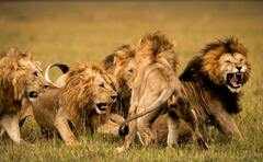 East African lion (Asiatic lion)