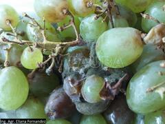 Podredumbre gris de la Vid (Botrytis cinerea) | Herbario Virtual ...