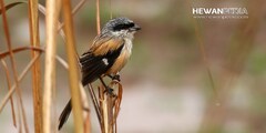 21i Mimpi Burung Cendet menurut Primbon dan Psikologi - Hewanpedia