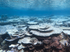 Great Barrier Reef