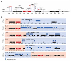 Cancers |-Text | Telomere Maintenance Mechanisms in a ...