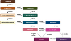 Cancers |-Text | The Role of Estrogen and Estrogen ...