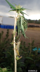 Grasshoppers & Cannabis - How to Identify & Get Rid of It Quickly!