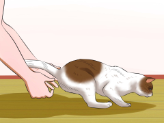 4 Ways to Carry a Cat - wikiHow