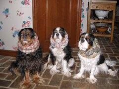 Cavalier King Charles Spaniel