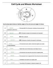 SOLUTION: Grade 8 cell cycle worksheet - Studypool - Worksheets Library