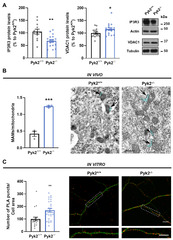 Cells |-Text | Pyk2 Regulates MAMs and Mitochondrial ...