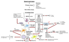 Inflammation: A Target for Treatment in Spinal Cord Injury