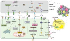 Cells |-Text | Reprogramming T-Cell Metabolism for ...