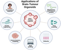 Brain Tumour Organoids