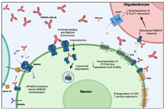 Cells |-Text | Pathophysiological Effects of ...