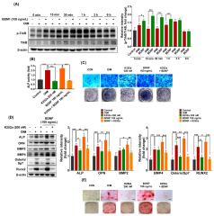 Cells |-Text | Brain-Derived Neurotrophic Factor (BDNF ...