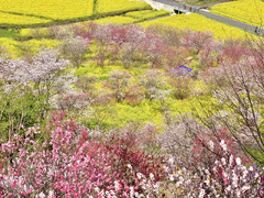 Plum blossom