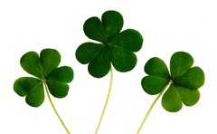 100+ Saint Patricks Day & Shamrocks - Pixabay