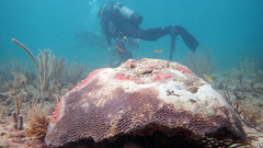 Stony Coral Tissue Loss Disease & Response on Florida's Coral Reef ...