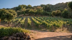 Pinot Noir Trail on the SLO Coast SLO Coast Wine