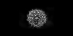 An argument for hyperbolic geometry in neural circuits - Geometry ...