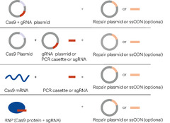 CRISPR/Cas9