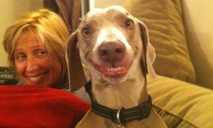 28 Cute Derpy Dogs That'll Make You Smile