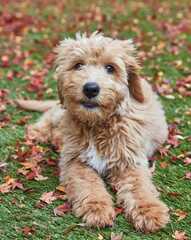 35 Cutest Dog Breeds - Popular Cute Dog Breeds