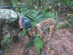 Colombia plane crash: The real (and incomplete) story of the four ...