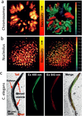 Nanoparticles for super-resolution microscopy: intracellular ...