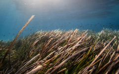 The Magic of Seagrass: Seagrass is the ocean's wild savannah - The ...