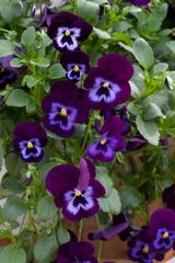 Pansy