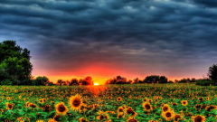 Sunset Field Sunflower Landscape