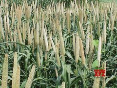 Reintegration of millets in global foodscape: Nutritional benefits ...