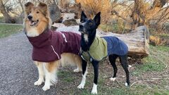 Rough Collie