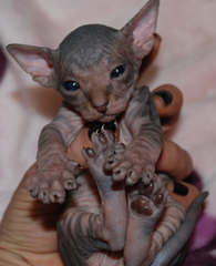 black sphynx - sphynx kittens - hairless kittens NOCOATKITTY SPHYNX