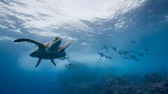 Galápagos Island Cruise, Excursions, and Trips | GeoEx