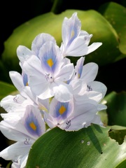 Kochuripana, Water hyacinth, Eichhornia crassipes