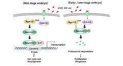 ERK Regulates NeuroD1-mediated Neurite Outgrowth via Proteasomal ...