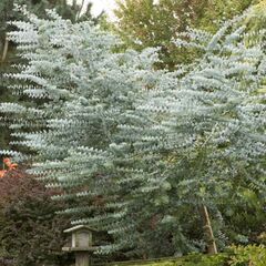 Eucalyptus cinerea (Silver Dollar Tree Eucalyptus)