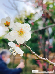 Plum blossom