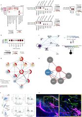 A human prenatal skin cell atlas reveals immune cell regulation of ...