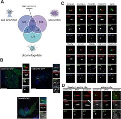 Evaluation of altered cell-cell communication between glia and ...