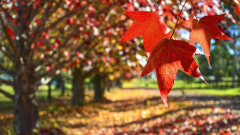 Why It's Great to Plant Trees in the Fall - Arbor Day Blog