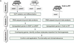 Frontiers | Transferrin Receptor Functionally Marks Thermogenic ...