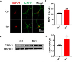 Frontiers | TRPV1 Antagonist Prevents Neonatal Sevoflurane-Induced ...