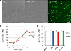 Frontiers | Pharmacological Modulation of Neurite Outgrowth in ...