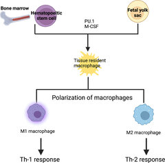 Frontiers | Macrophage Mediated Immunomodulation During ...