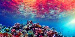 a pristine, untouched coral reef, many species of | Stable ...