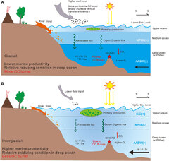 Frontiers | Glacial-Interglacial Variations in Organic Carbon ...