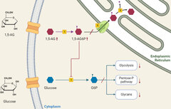 Frontiers | Current understanding on pathogenesis and effective ...